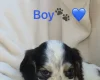 Cocker Spaniel (Show)