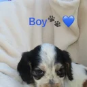 Cocker Spaniel (Show)
