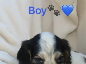 Cocker Spaniel (Show)