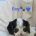Cocker Spaniel (Show)