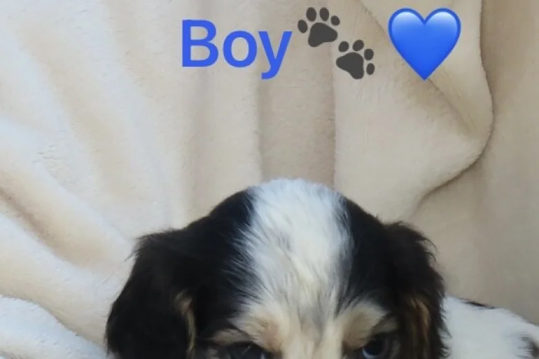 Cocker Spaniel (Show)