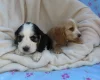 Cocker Spaniel (Show)
