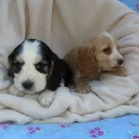 Cocker Spaniel (Show)