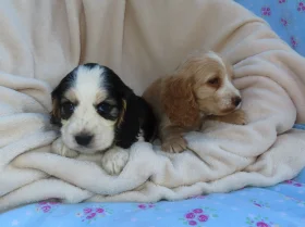 Cocker Spaniel (Show)
