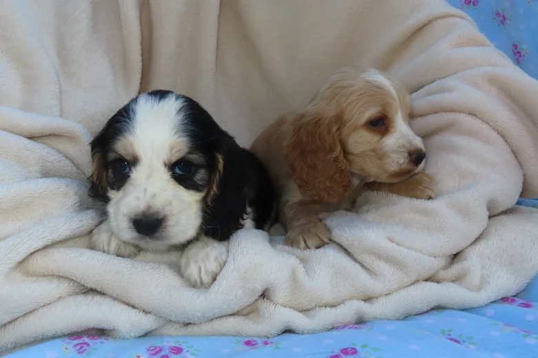 Cocker Spaniel (Show)