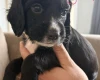 Cocker Spaniel (Working)