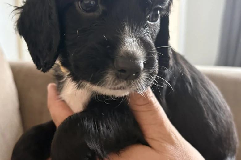 Cocker Spaniel (Working)
