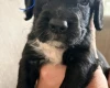 Cocker Spaniel (Working)