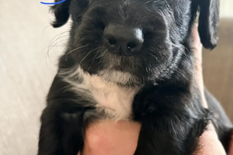 Cocker Spaniel (Working)