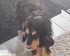 Cocker Spaniel (Show)