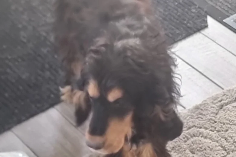 Cocker Spaniel (Show)