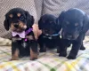 Cocker Spaniel (Show)