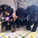 Cocker Spaniel (Show)