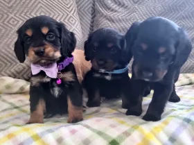 Cocker Spaniel (Show)