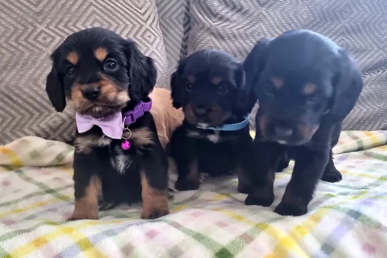 Cocker Spaniel (Show)