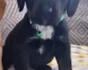 Cocker Spaniel (Show)