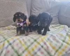 Cocker Spaniel (Show)