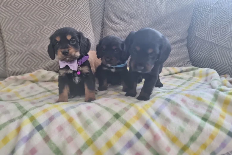 Cocker Spaniel (Show)
