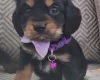 Cocker Spaniel (Show)