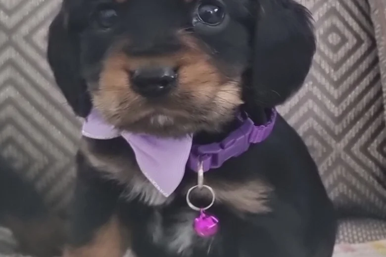 Cocker Spaniel (Show)