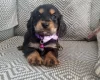 Cocker Spaniel (Show)