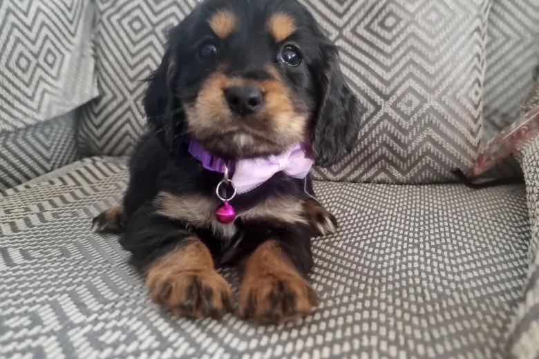 Cocker Spaniel (Show)
