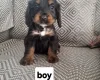 Cocker Spaniel (Show)
