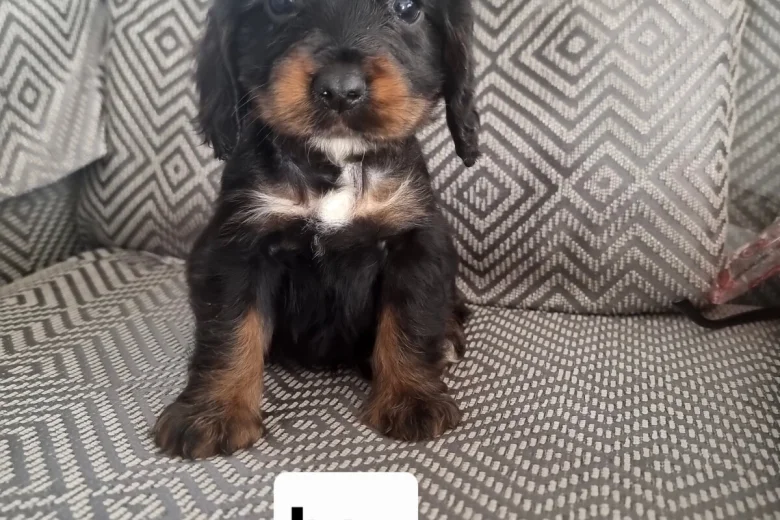Cocker Spaniel (Show)