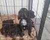 Cocker Spaniel (Show)
