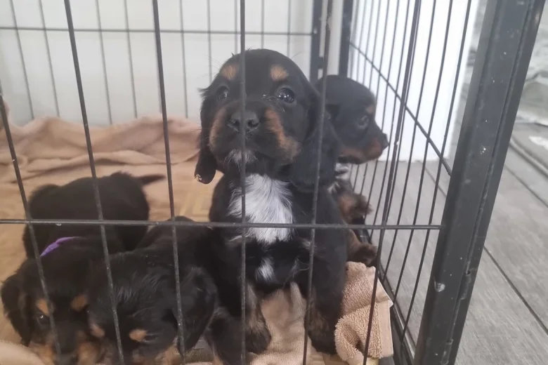 Cocker Spaniel (Show)