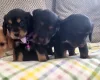 Cocker Spaniel (Show)
