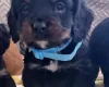 Cocker Spaniel (Show)