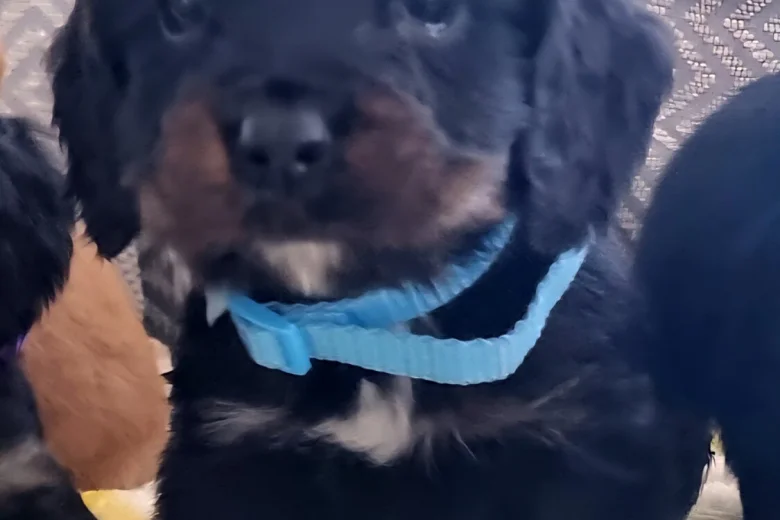 Cocker Spaniel (Show)