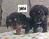 Cocker Spaniel (Show)