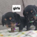 Cocker Spaniel (Show)
