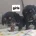 Cocker Spaniel (Show)