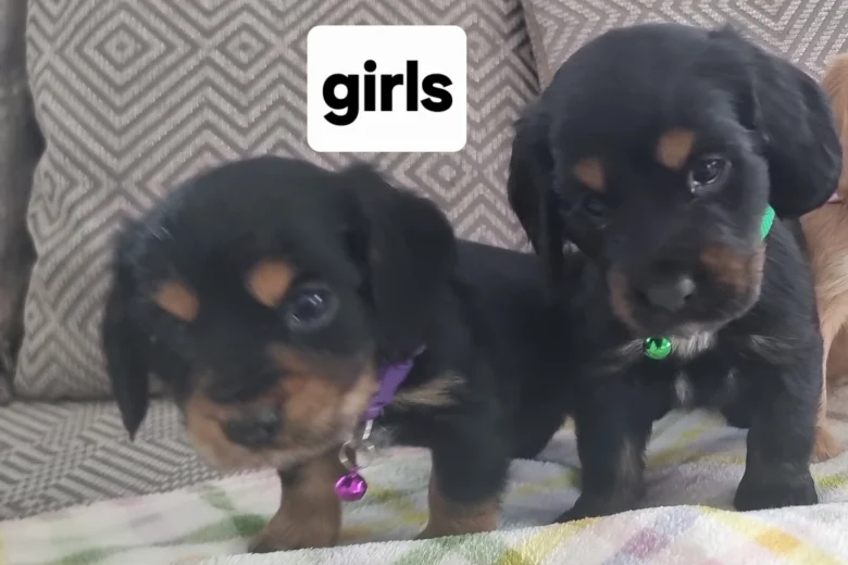Cocker Spaniel (Show)