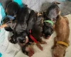 Cocker Spaniel (Show)