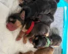 Cocker Spaniel (Show)