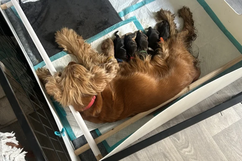 Cocker Spaniel (Show)