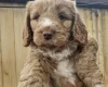 Cockapoo
