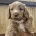 Cockapoo