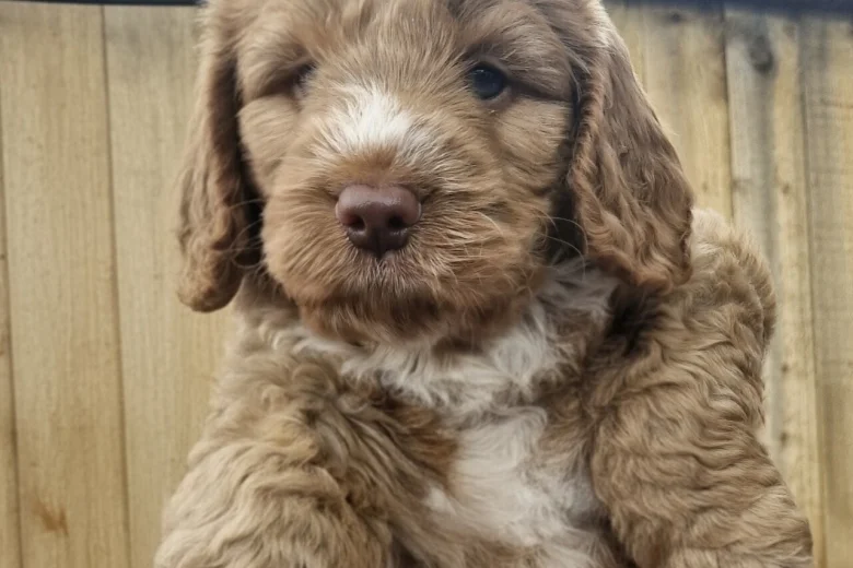 Cockapoo