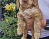 Cockapoo