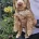 Cockapoo