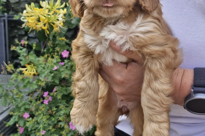 Cockapoo