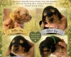 Cocker Spaniel (Show)