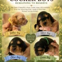 Cocker Spaniel (Show)