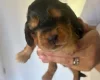 Cocker Spaniel (Show)