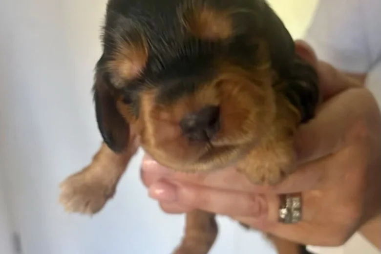 Cocker Spaniel (Show)